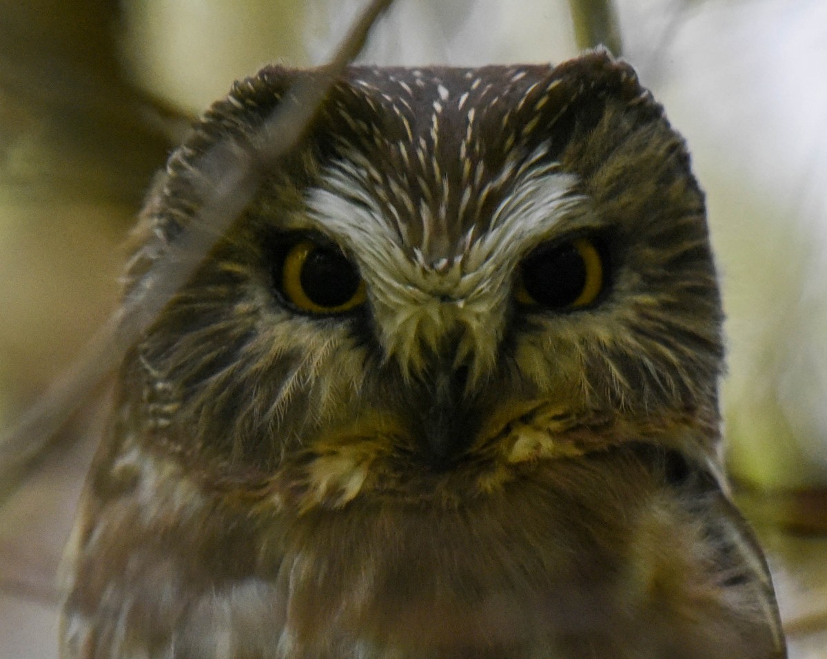 Northern Saw-whet Owl - virginia rayburn