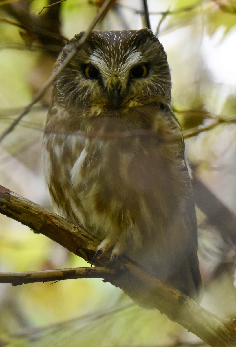 Northern Saw-whet Owl - ML381594841