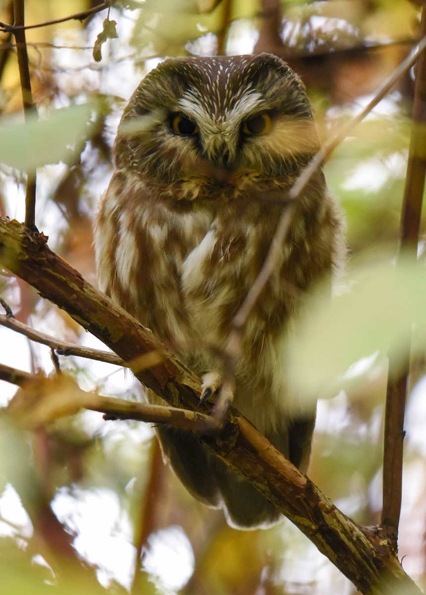 Northern Saw-whet Owl - ML381594881