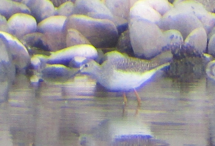 Lesser Yellowlegs - Steve Nord