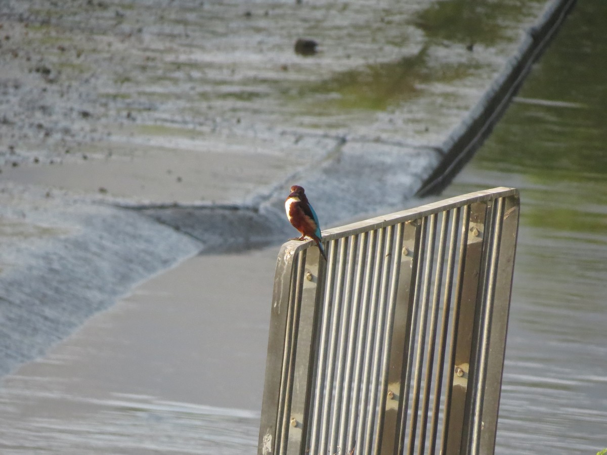 White-throated Kingfisher - ML381597811