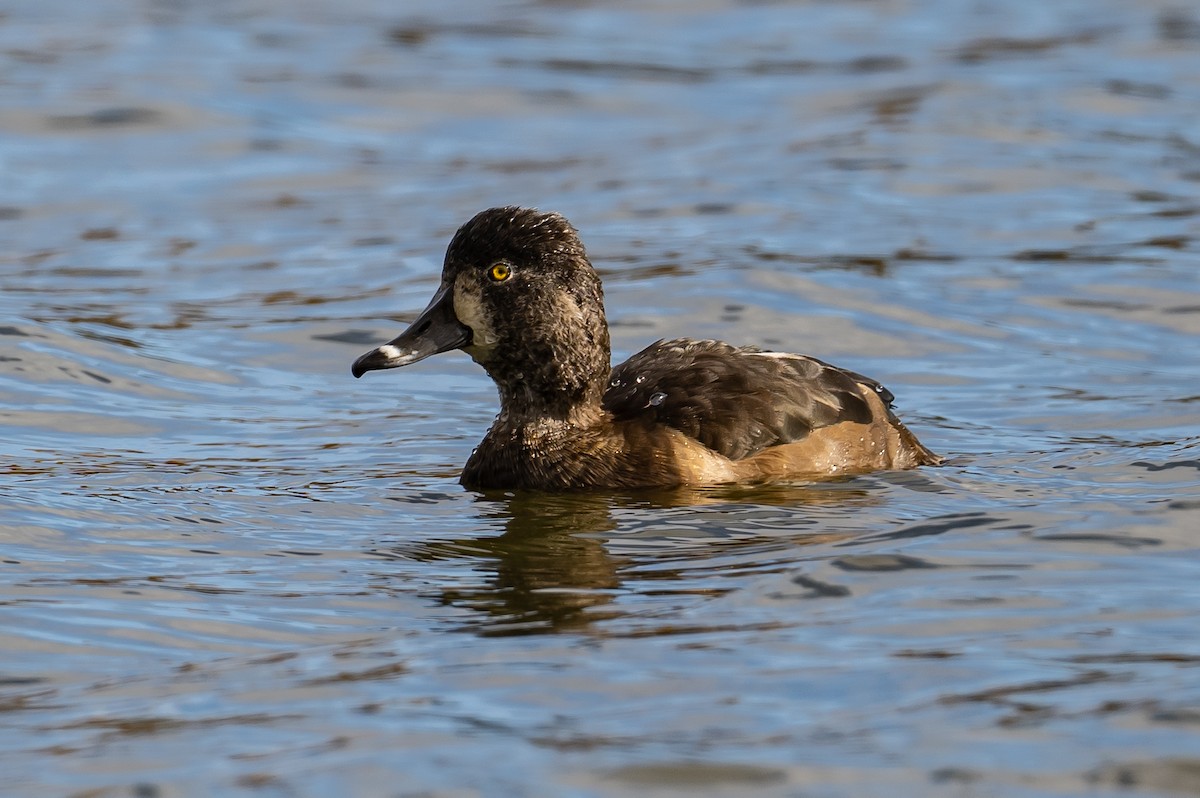 Ring-necked Duck - Frank King