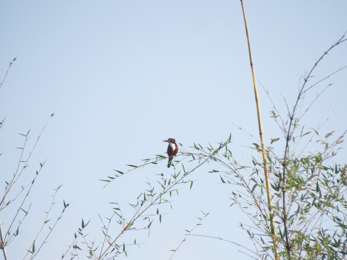 White-throated Kingfisher - ML381598161