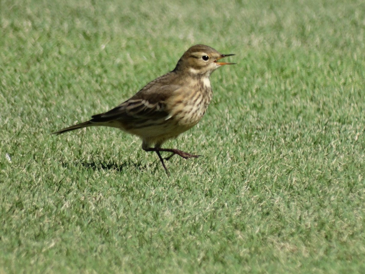 American Pipit - Paul Watson