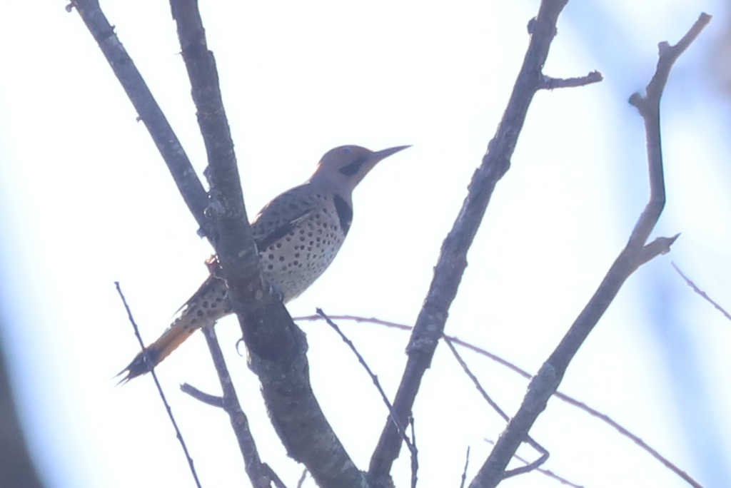 Northern Flicker - William Hull