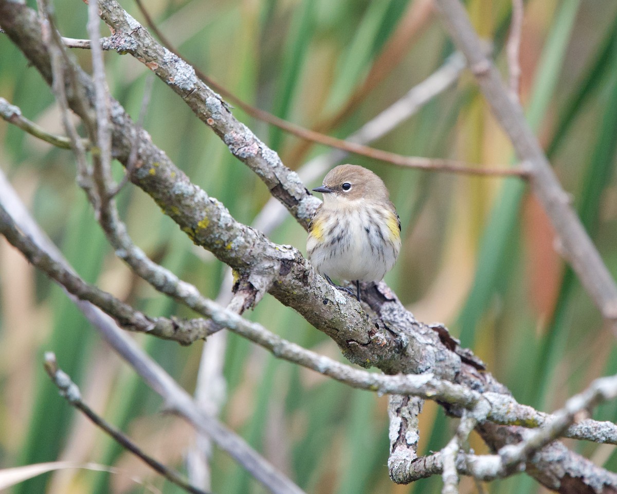 Yellow-rumped Warbler (Myrtle) - ML381600781