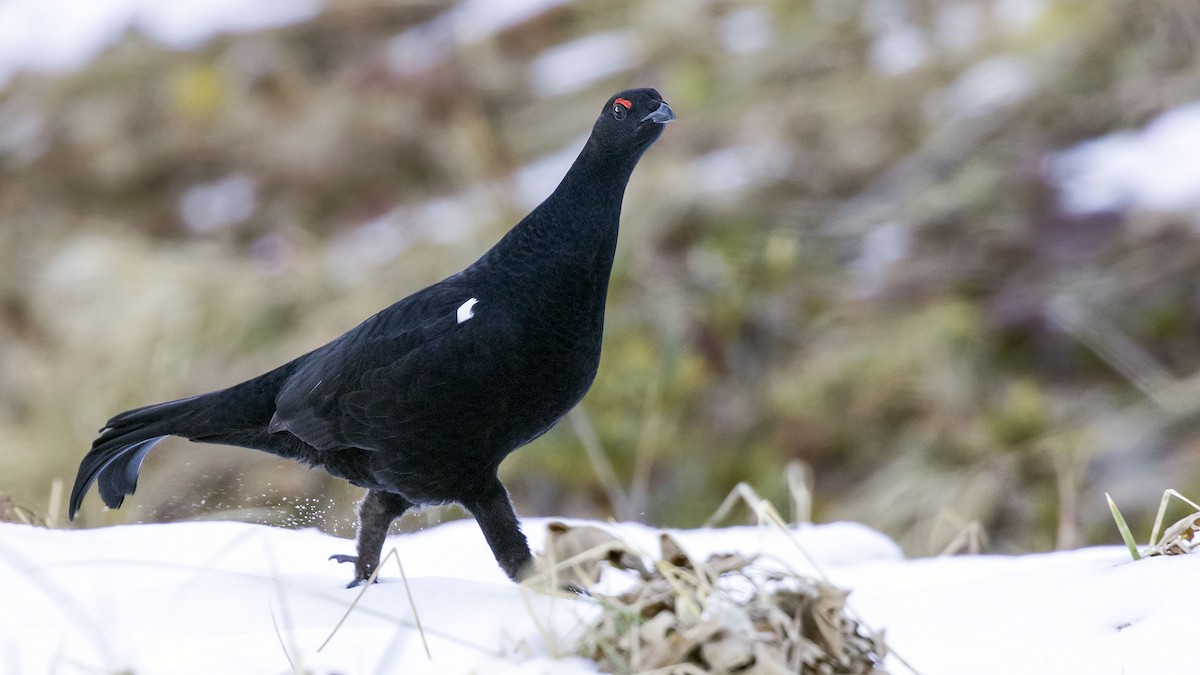 Caucasian Grouse - birol hatinoğlu