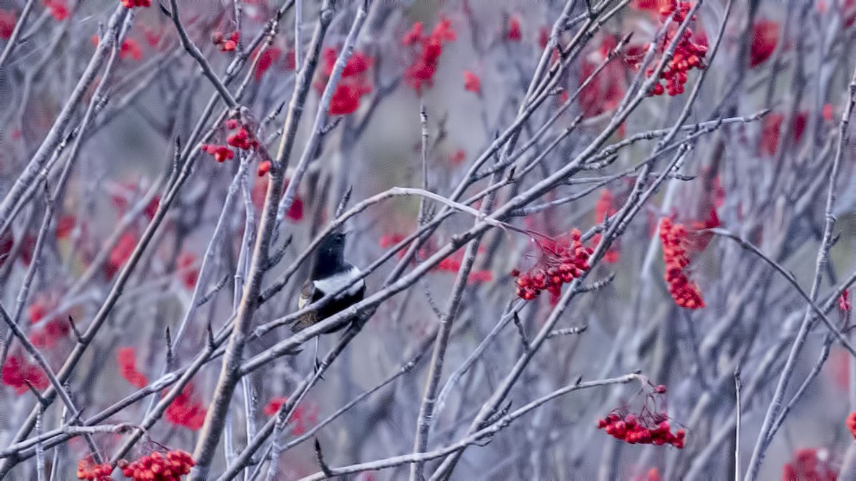 Ring Ouzel - ML381601671