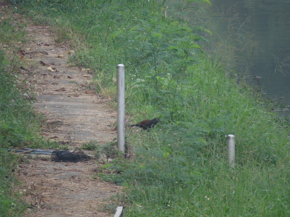 Greater Coucal - ML381601761