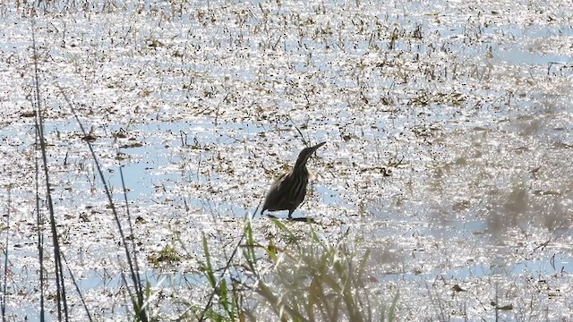 American Bittern - ML381602291