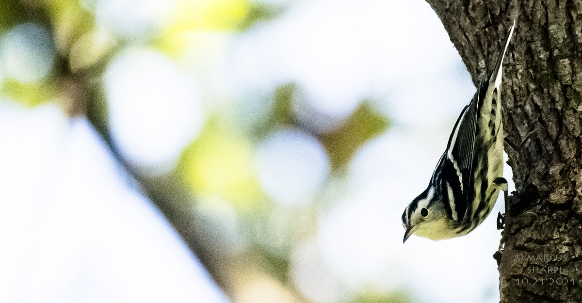 Black-and-white Warbler - ML381602361