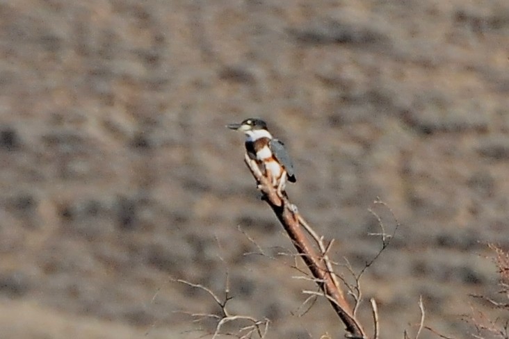 Belted Kingfisher - ML38160331