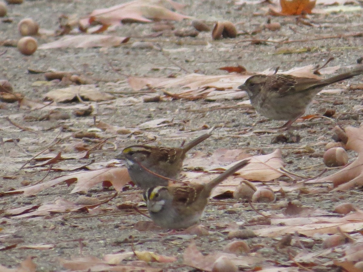 White-throated Sparrow - ML38160421