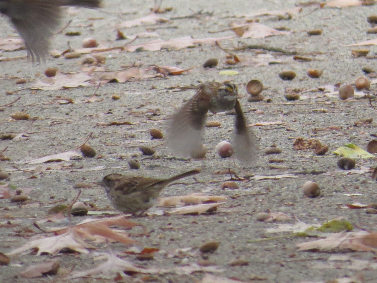 White-throated Sparrow - ML38160491