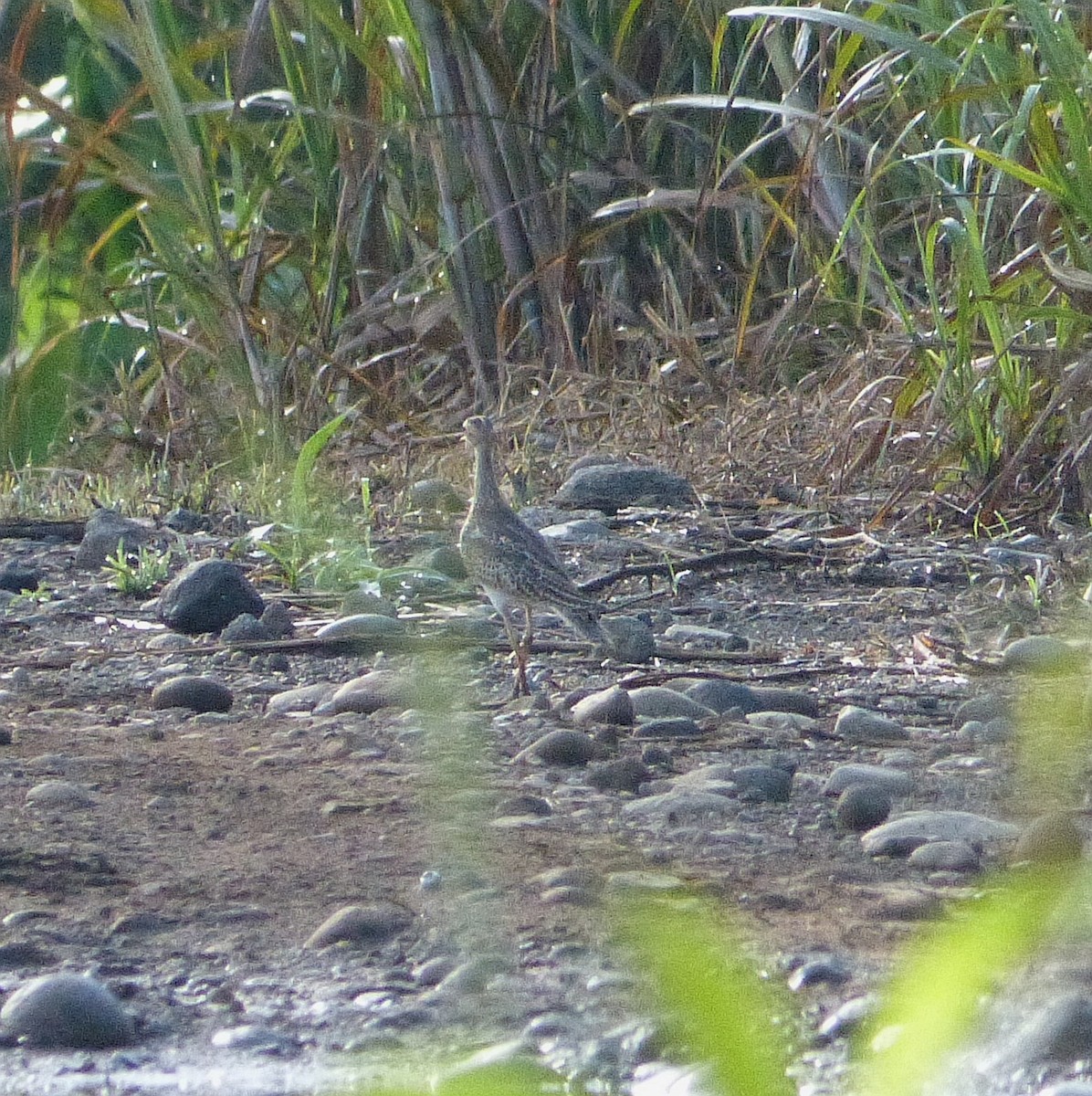 Upland Sandpiper - ML381604971