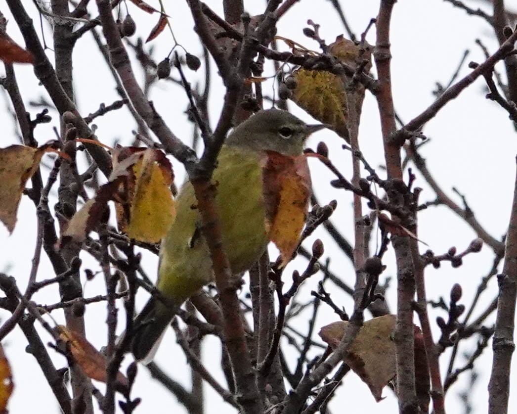 Orange-crowned Warbler - ML381606551