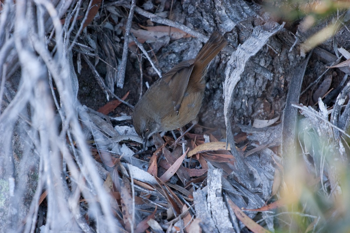 Tasmanian Scrubwren - ML381607201