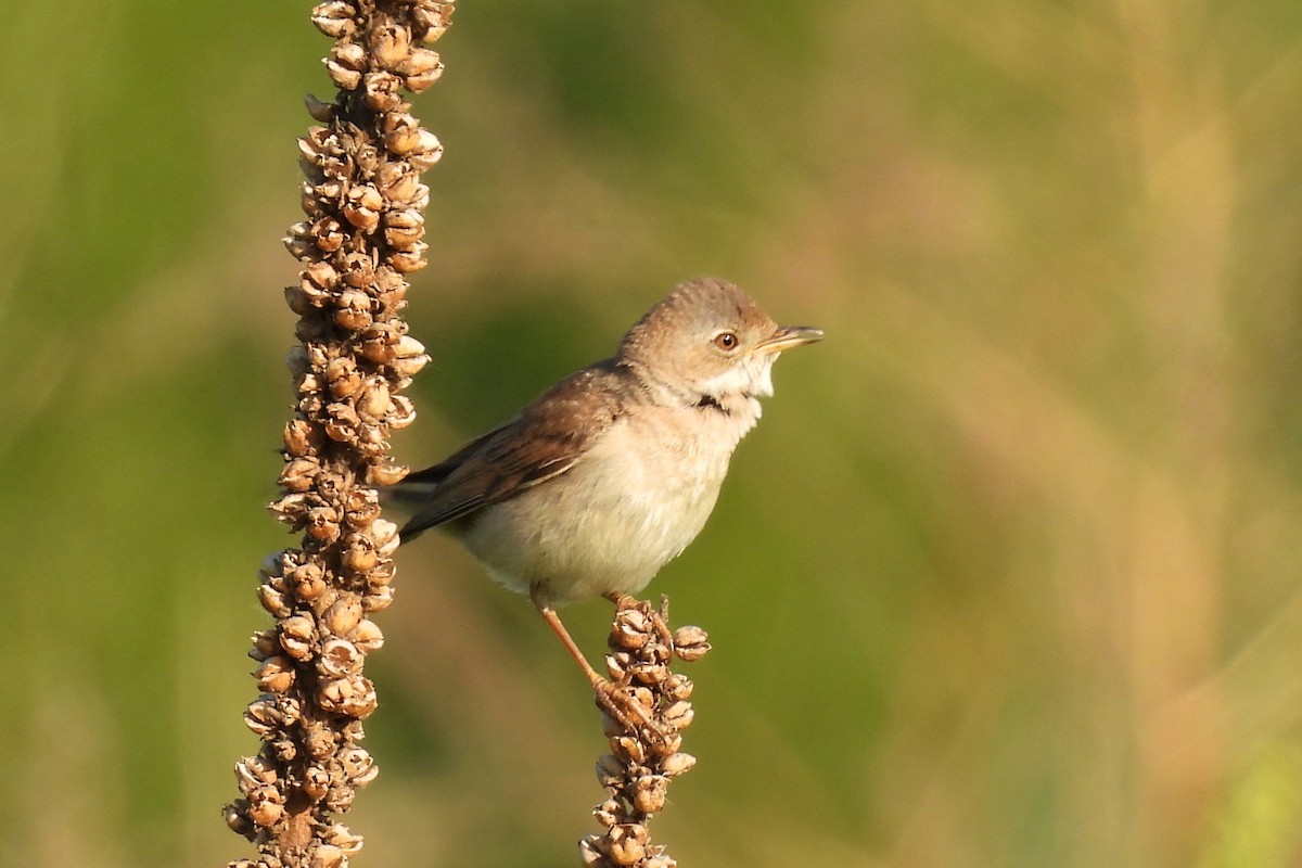 Greater Whitethroat - ML381607861
