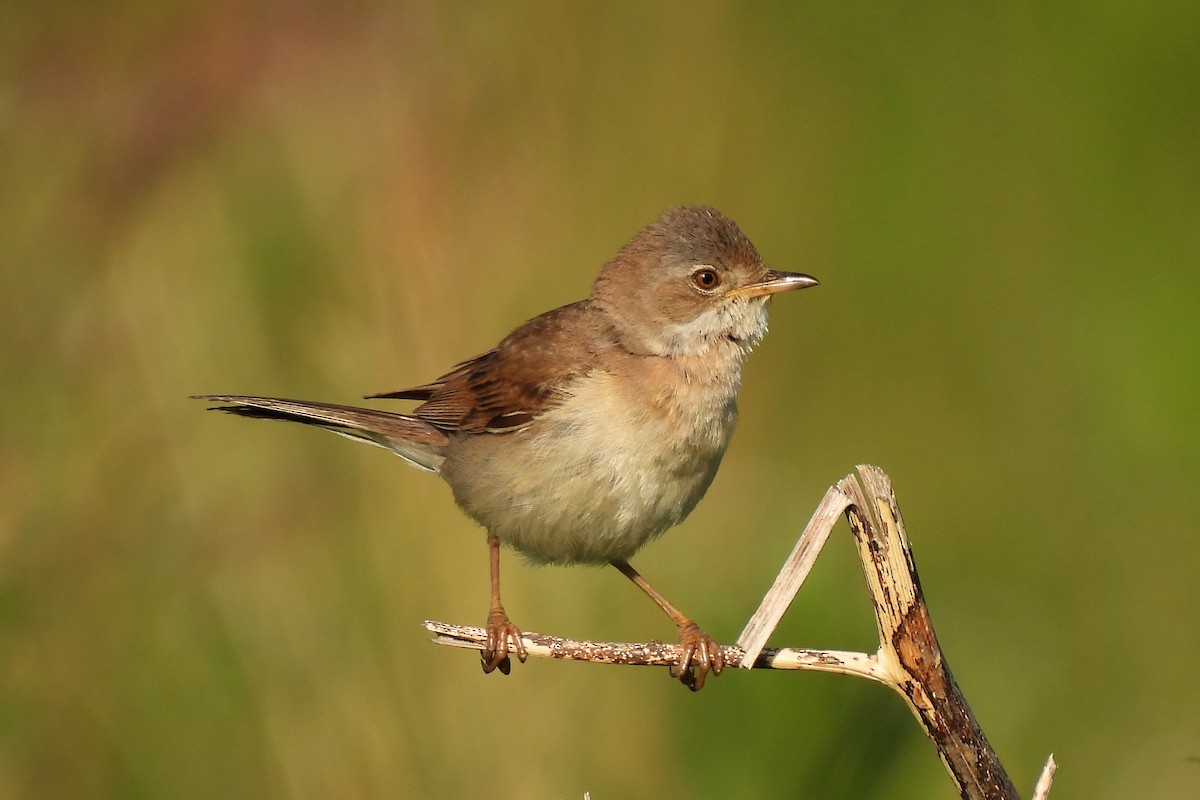 Greater Whitethroat - ML381607901