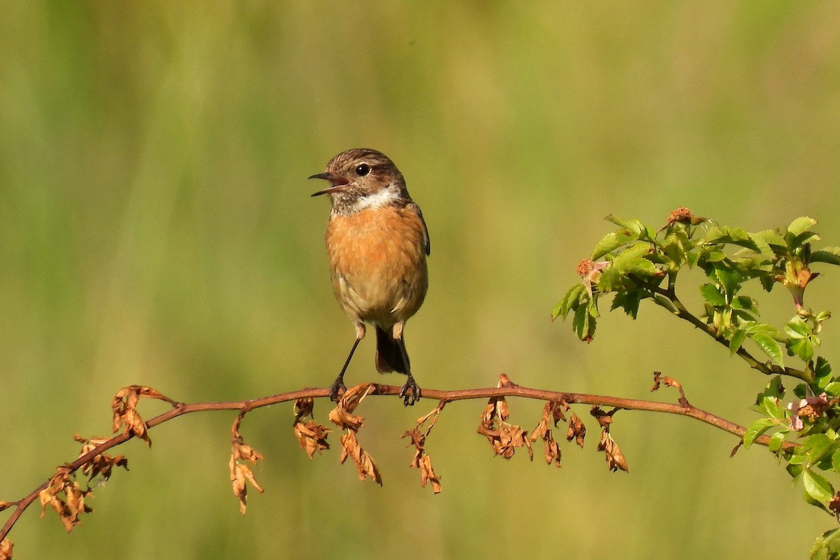 European Stonechat - ML381607931