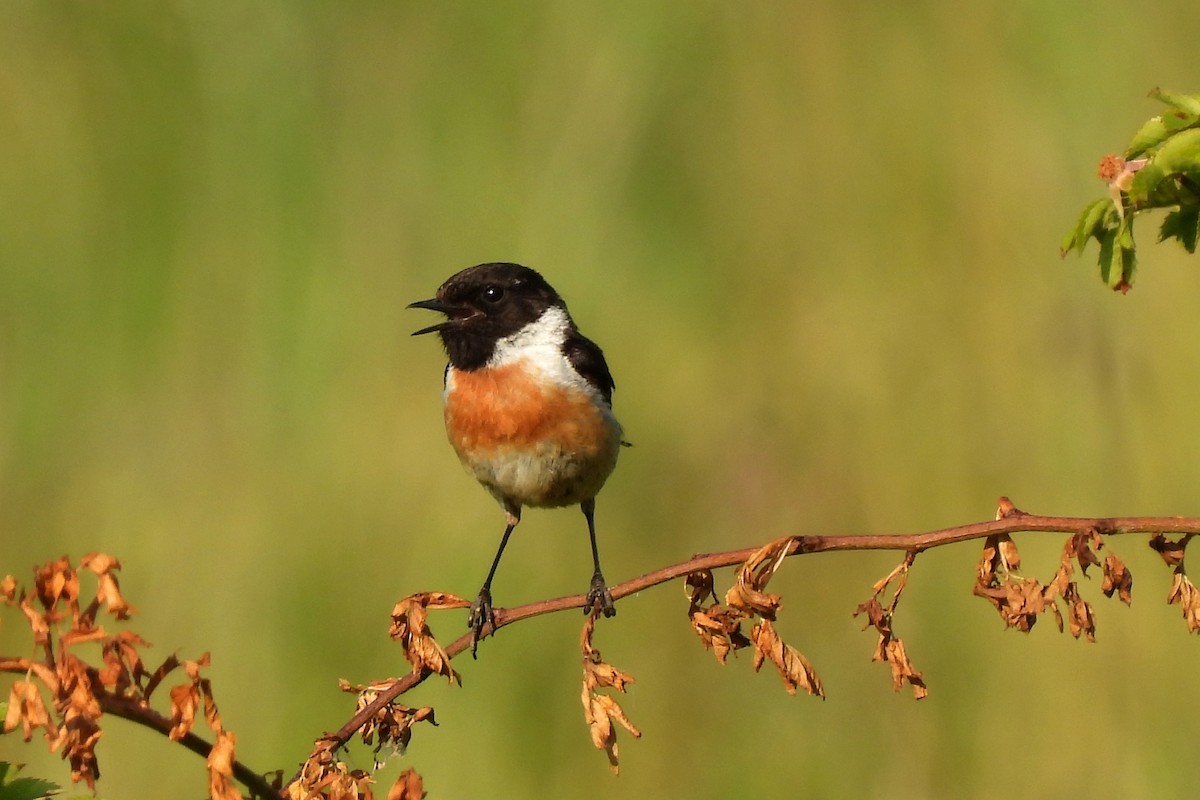 European Stonechat - ML381607941