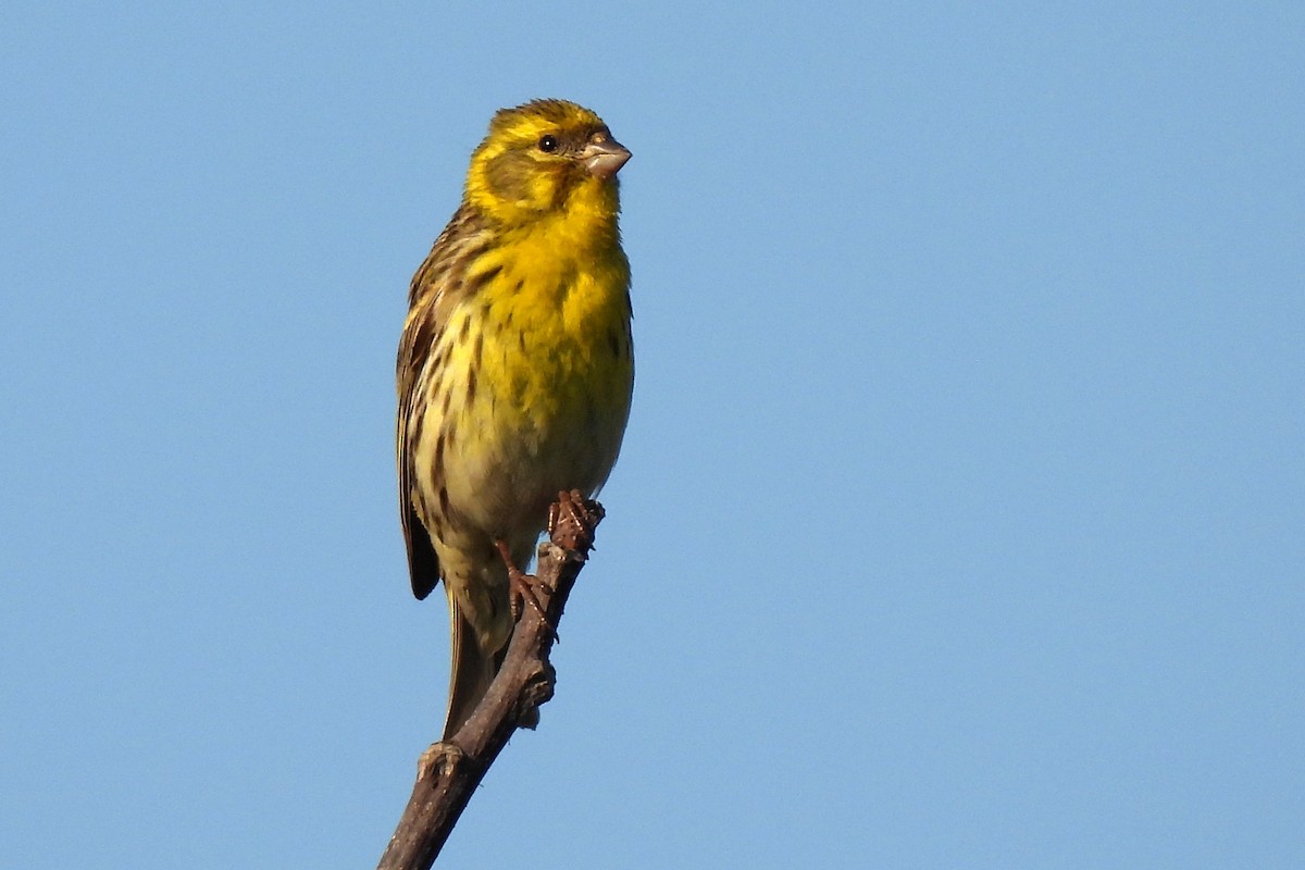 European Serin - ML381608061