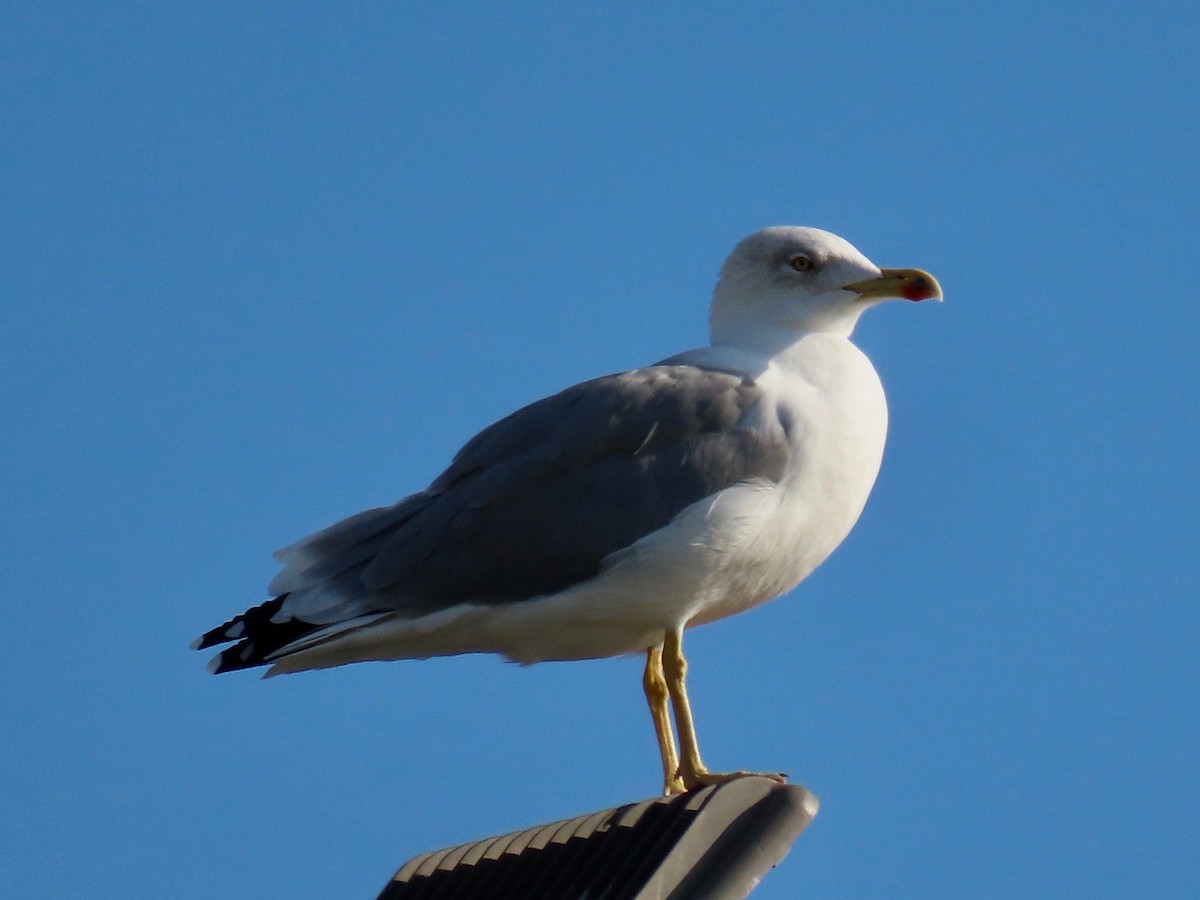 Yellow-legged Gull - ML381608081