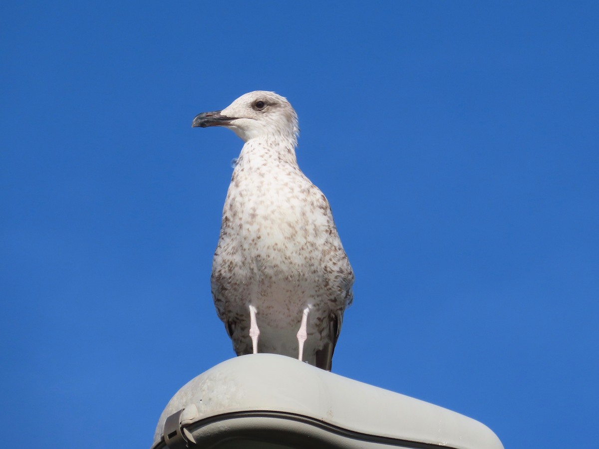 Yellow-legged Gull - ML381608101
