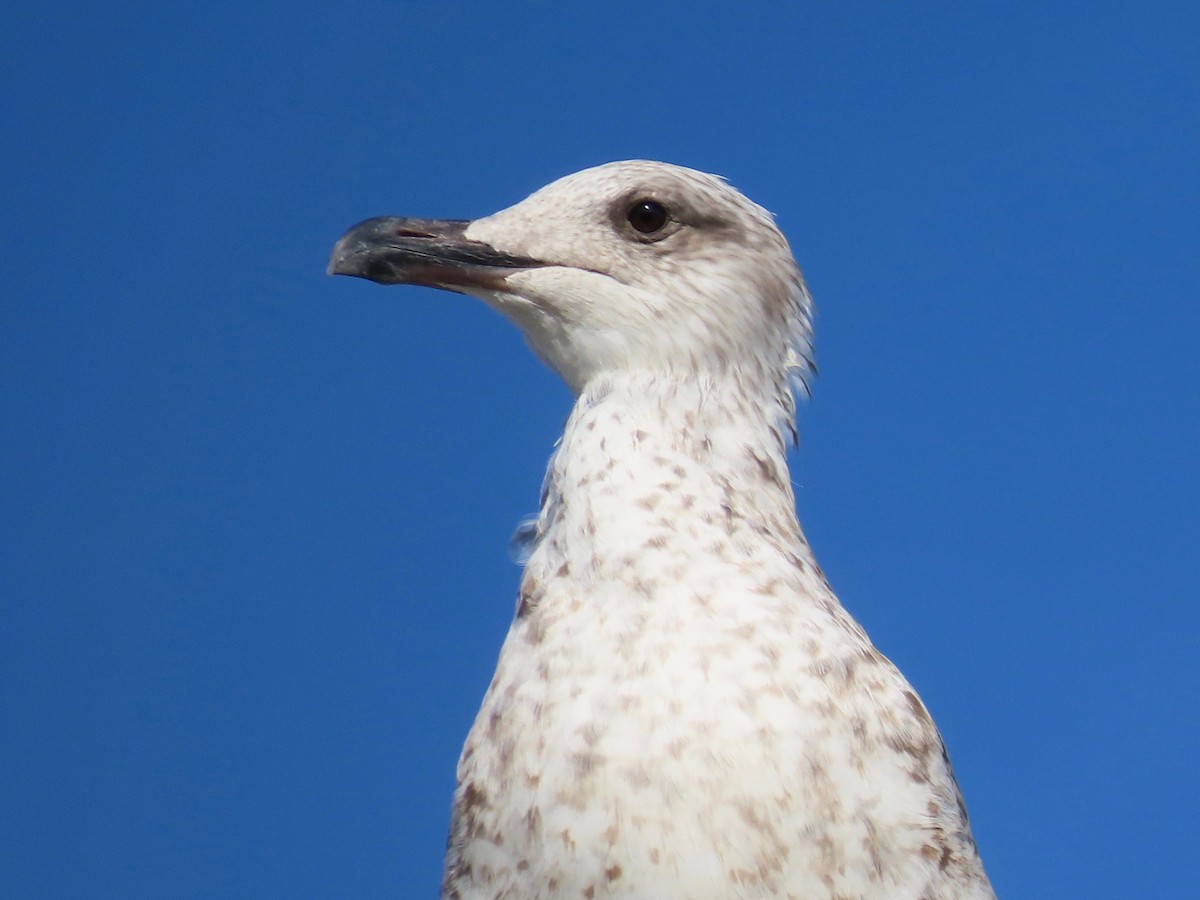 Yellow-legged Gull - ML381608121