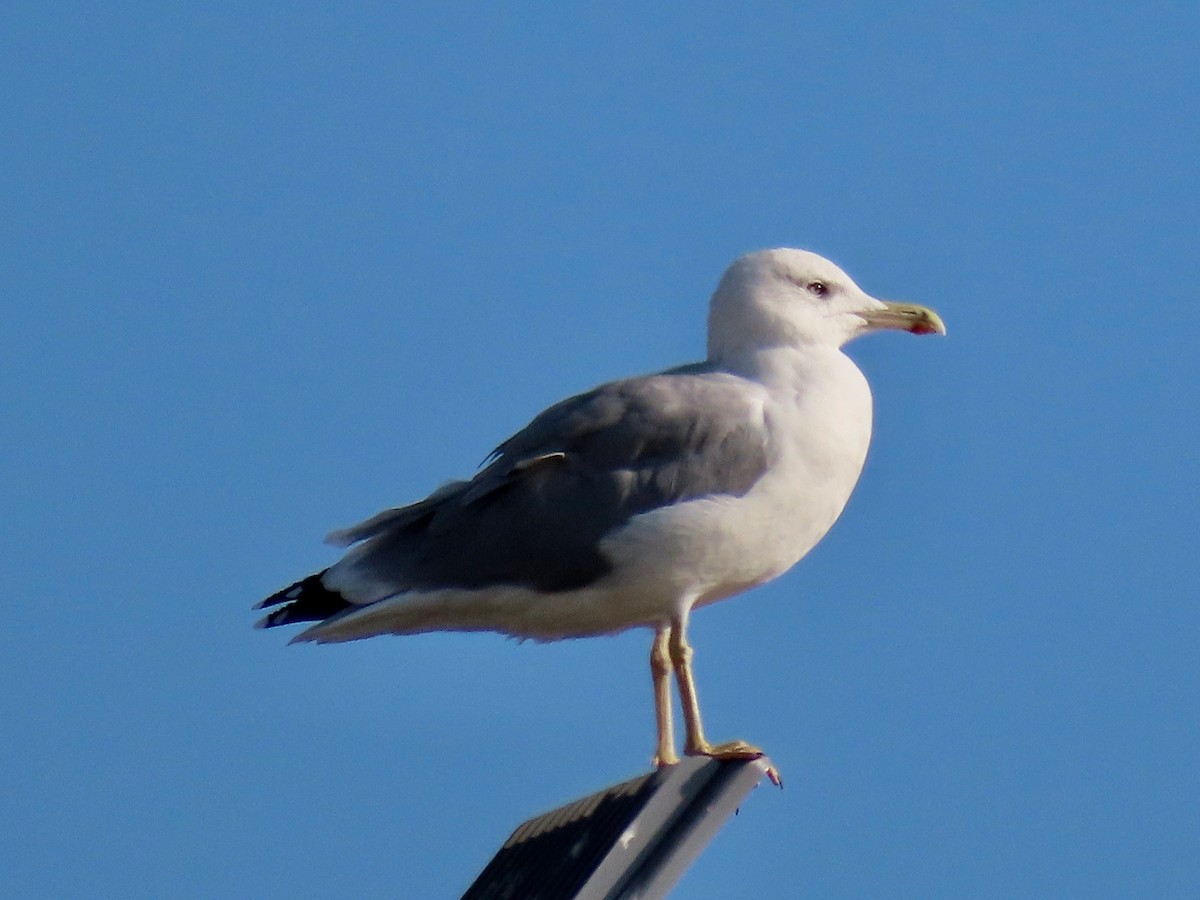 Yellow-legged Gull - ML381608131