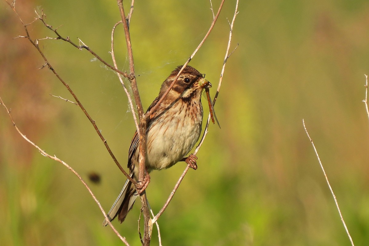 Reed Bunting - ML381608141