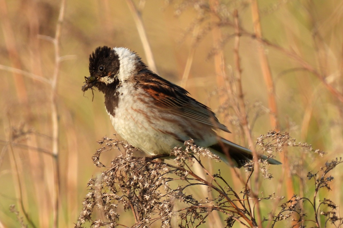 Reed Bunting - ML381608171