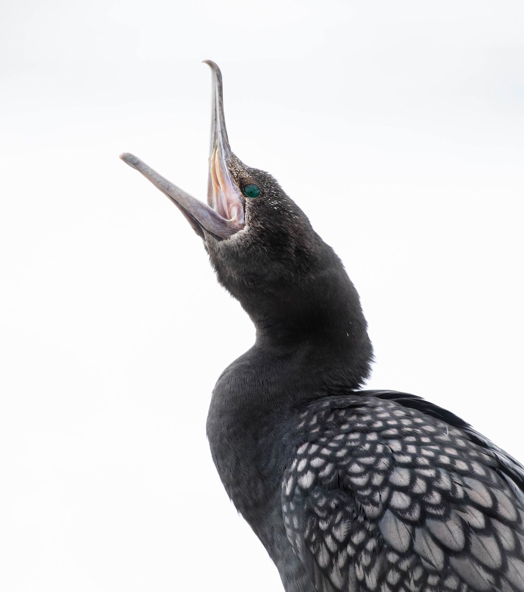 Little Black Cormorant - ML381608571