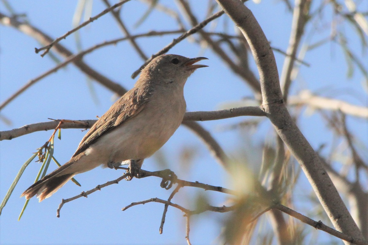 Gray Honeyeater - ML381608591