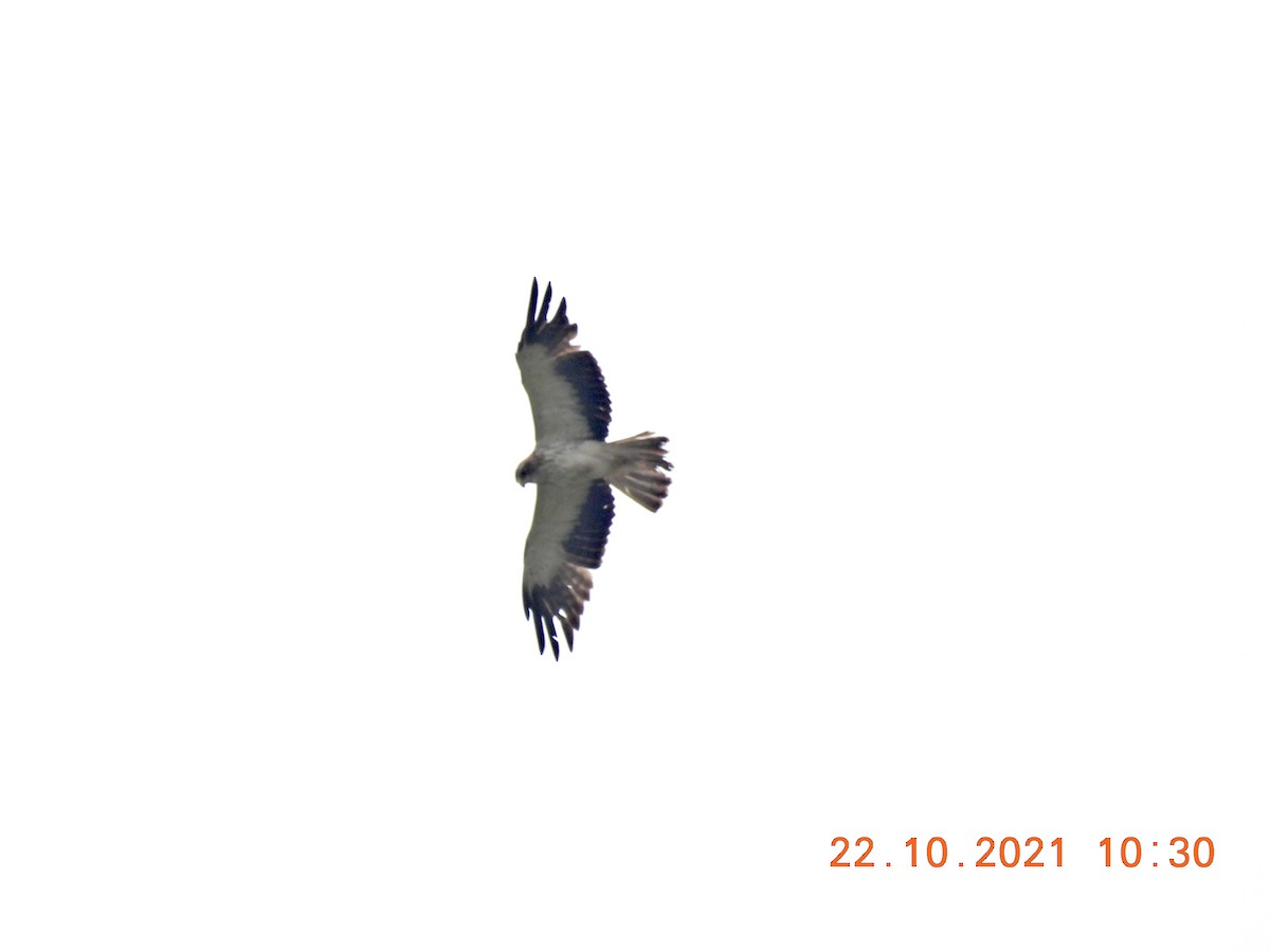 Águila Calzada - ML381608601
