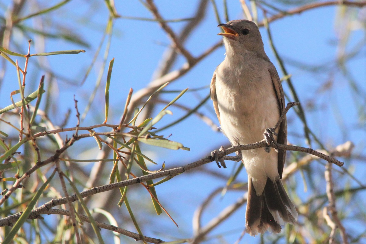 Gray Honeyeater - ML381608611