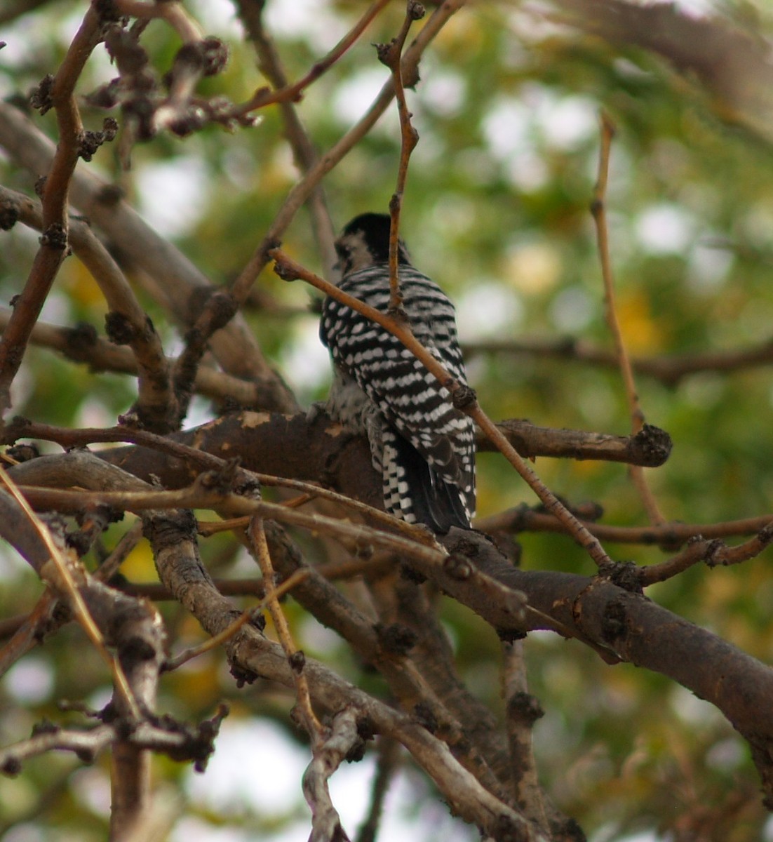 Ladder-backed Woodpecker - ML38160961