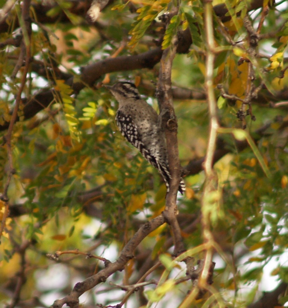 Ladder-backed Woodpecker - ML38160981