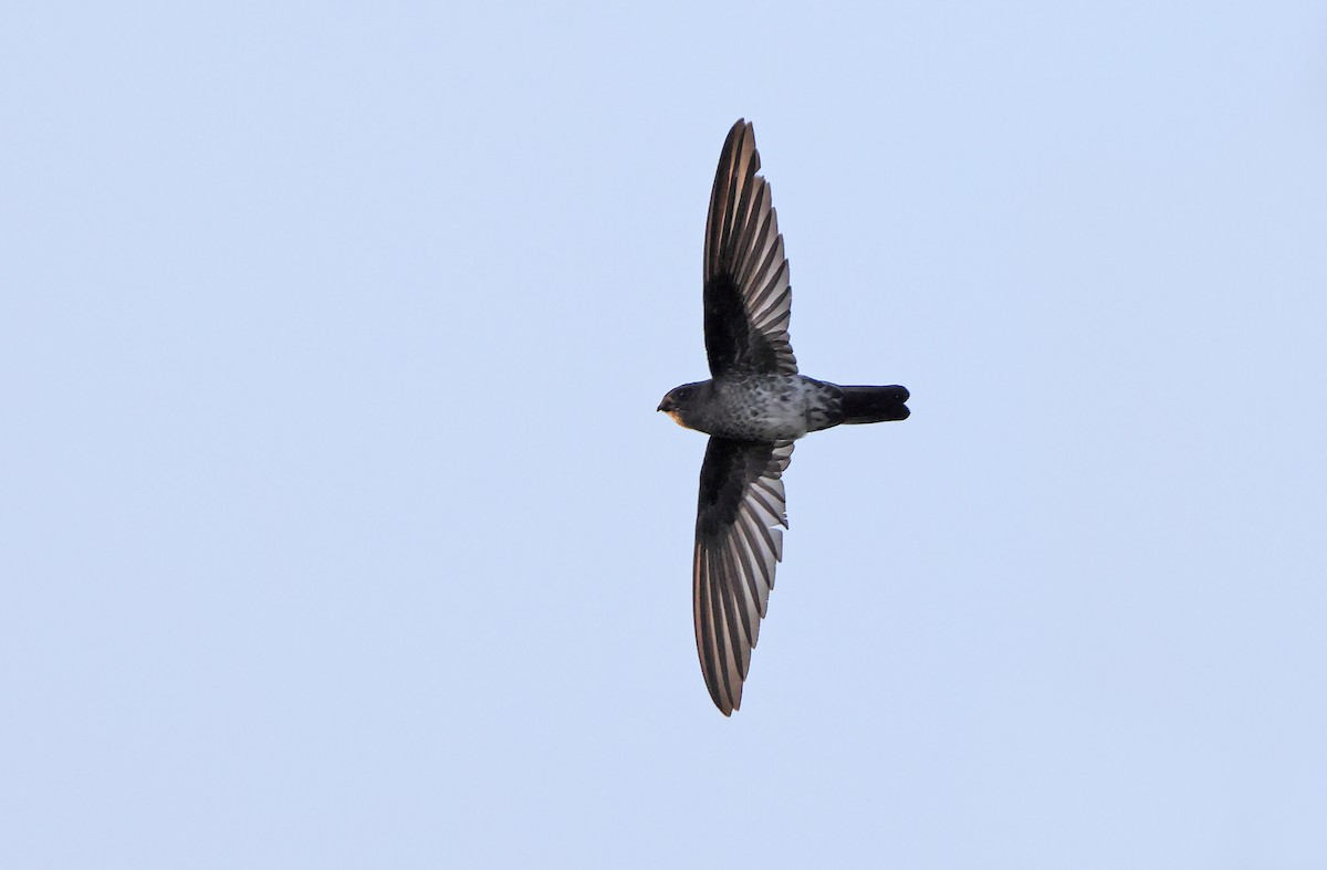 Gray-rumped Swiftlet - Robert Hutchinson