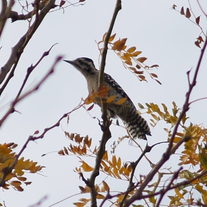 Ladder-backed Woodpecker - ML38161041