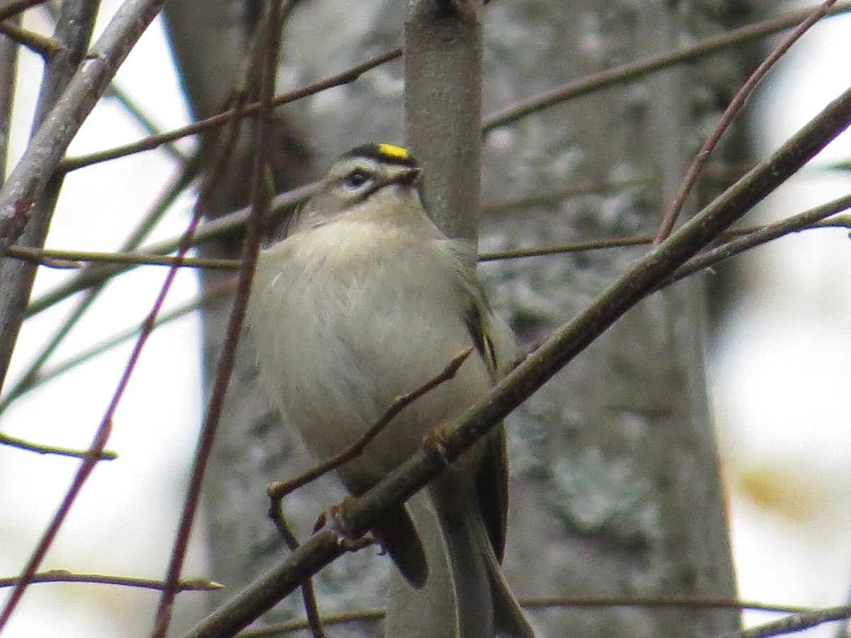 Golden-crowned Kinglet - ML38161161