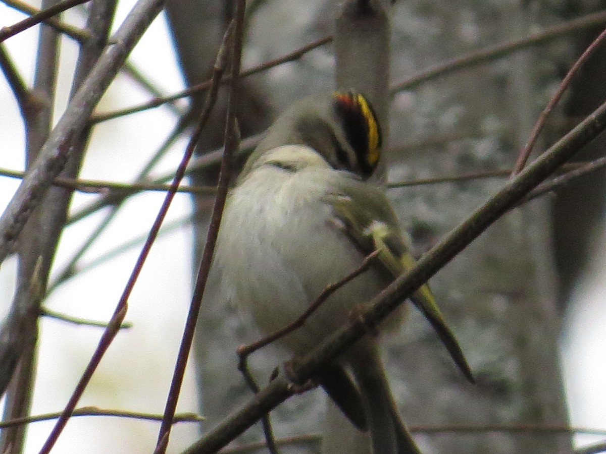 Golden-crowned Kinglet - ML38161181