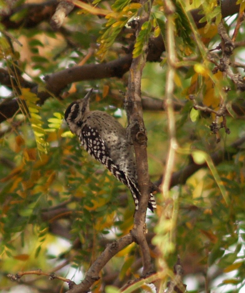 Ladder-backed Woodpecker - ML38161221