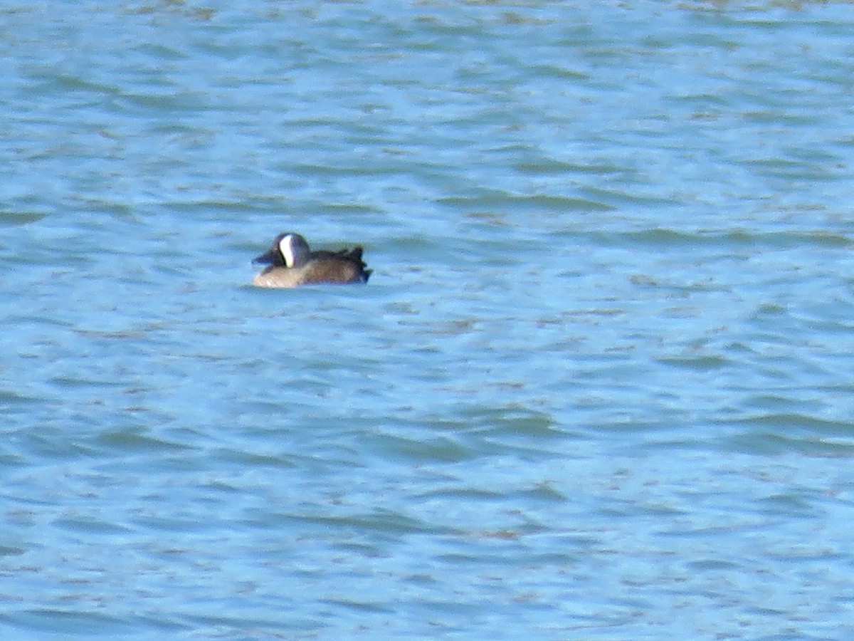 Blue-winged Teal - ML381612981