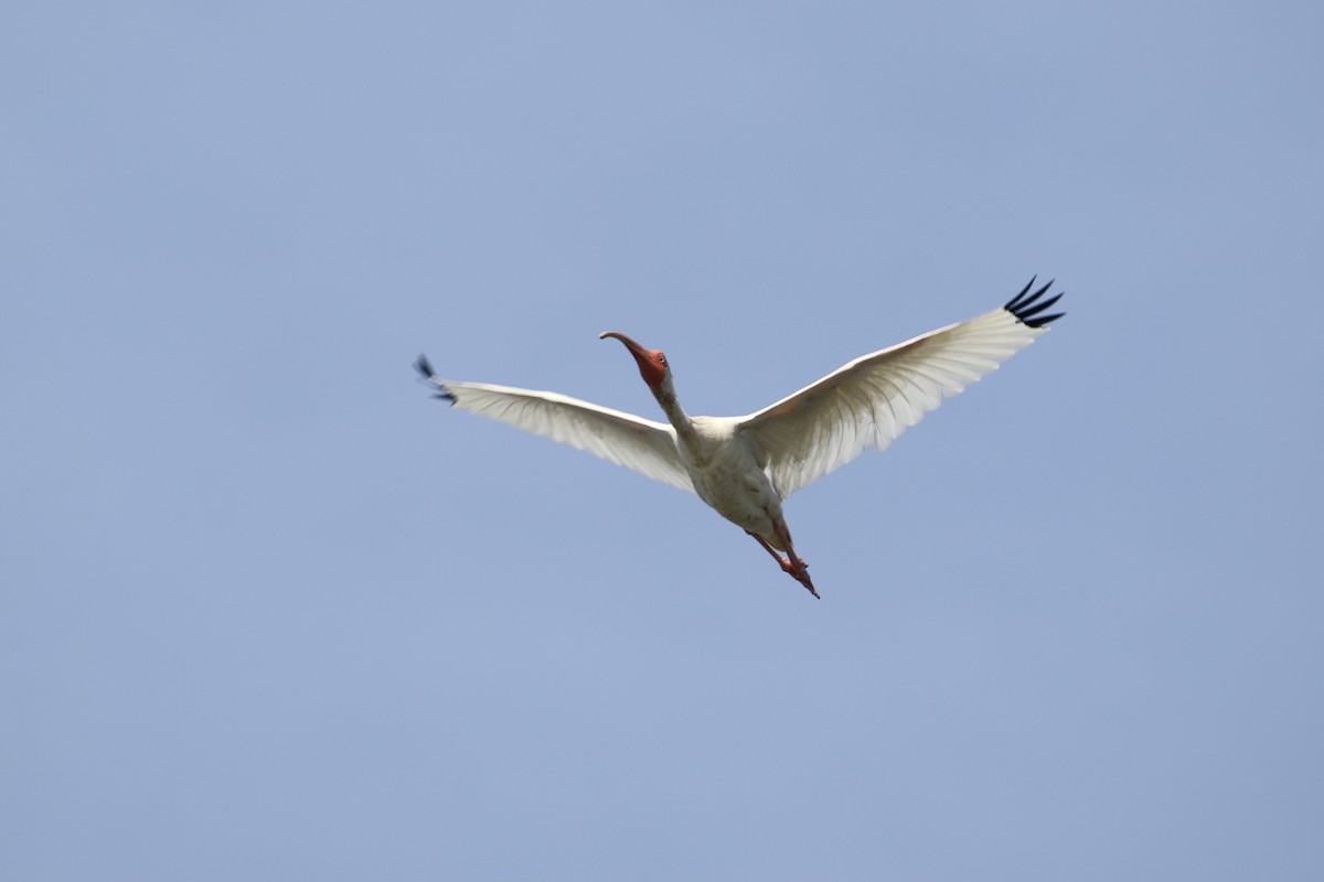 White Ibis - John van Dort