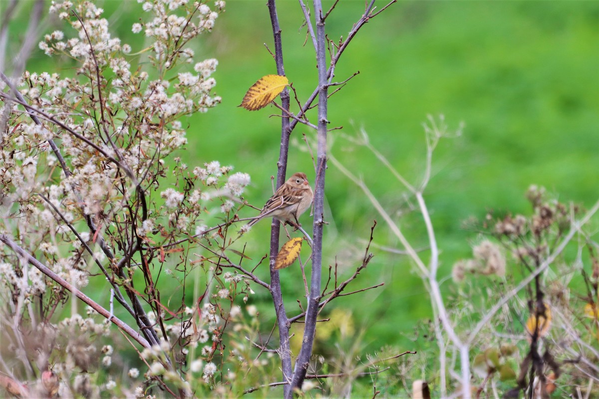 Field Sparrow - ML381617541