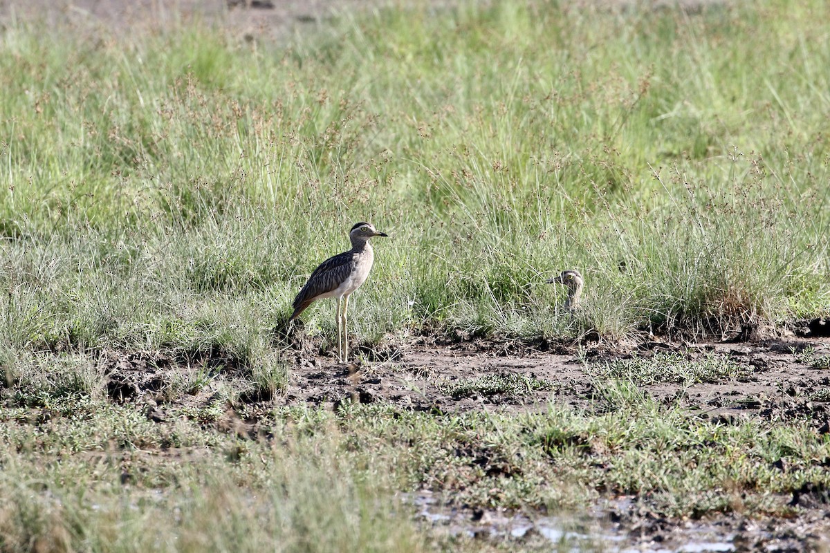 Double-striped Thick-knee - ML381618521