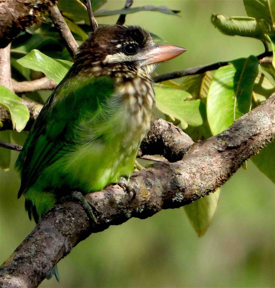 White-cheeked Barbet - Beena Menon