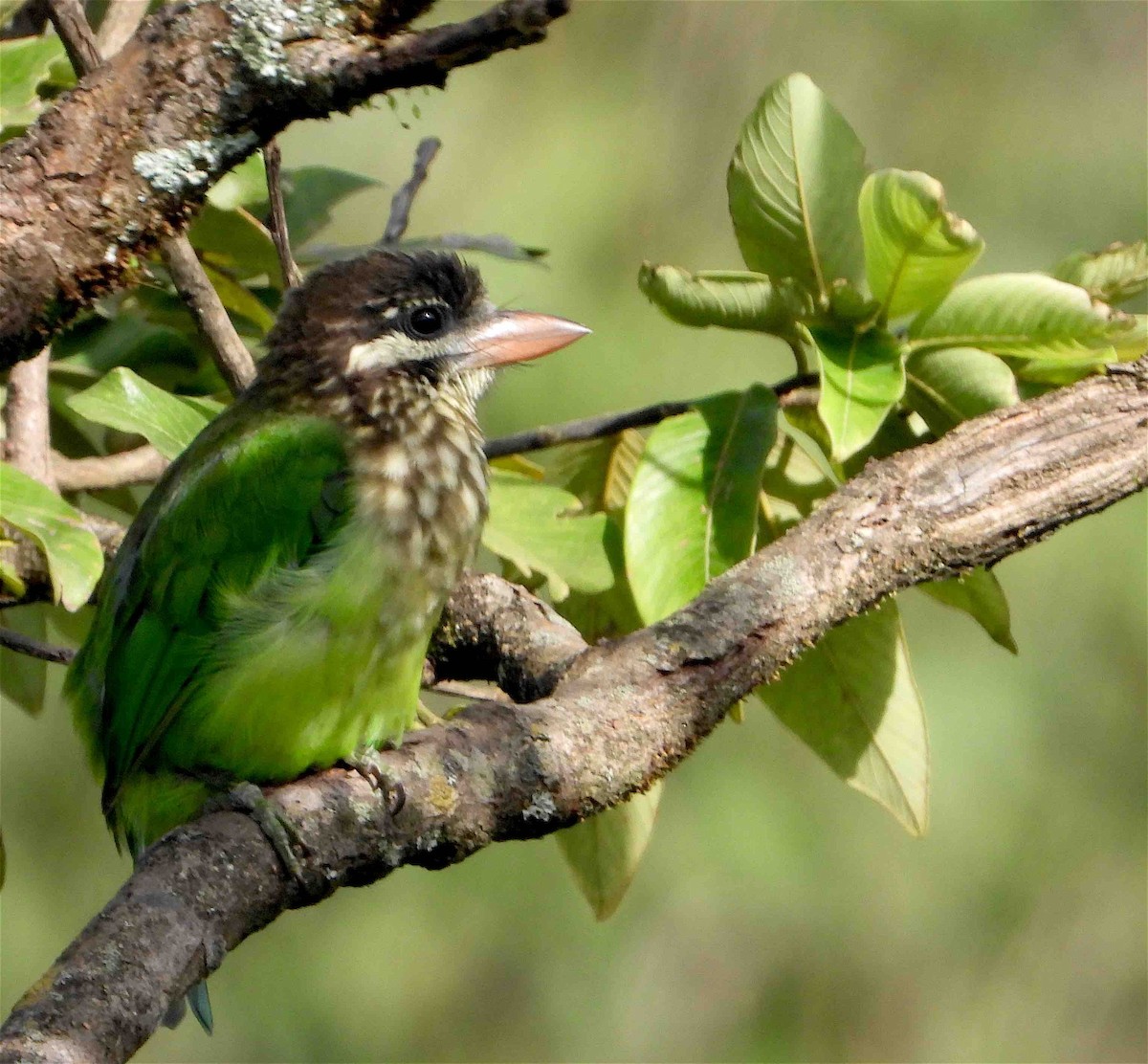 White-cheeked Barbet - ML381620511