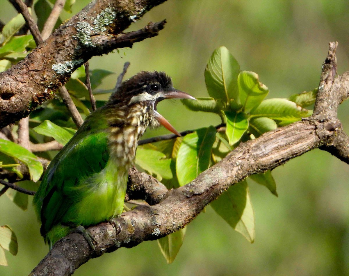 White-cheeked Barbet - ML381620651